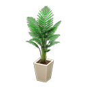 Fan Palm Product Image