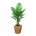 Fan Palm Product Image