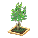 Evergreen Ash Product Image
