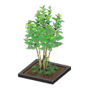 Evergreen Ash Product Image