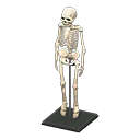 Skeleton Product Image