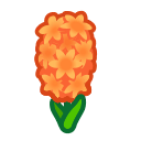 Orange Hyacinths Product Image