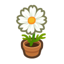 White-Cosmos Plant Product Image