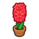 Red-Hyacinth Plant Product Image