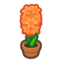Orange-Hyacinth Plant Product Image
