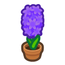 Purple-Hyacinth Plant Product Image