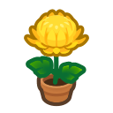 Yellow-Mum Plant Product Image