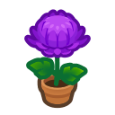 Purple-Mum Plant Product Image