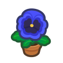 Blue-Pansy Plant Product Image