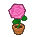 Pink-Rose Plant Product Image