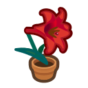 Red-Lily Plant Product Image