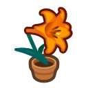 Orange-Lily Plant Product Image