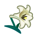 White Lilies Product Image