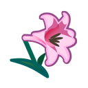 Pink Lilies Product Image