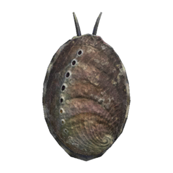 Abalone Product Image