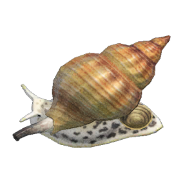 Whelk Product Image