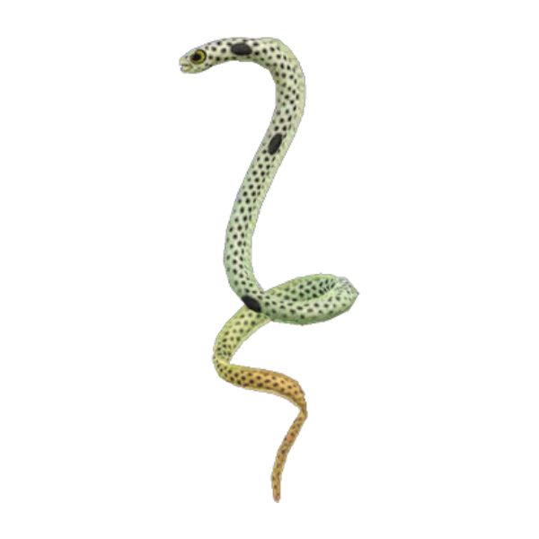 Spotted Garden Eel Product Image