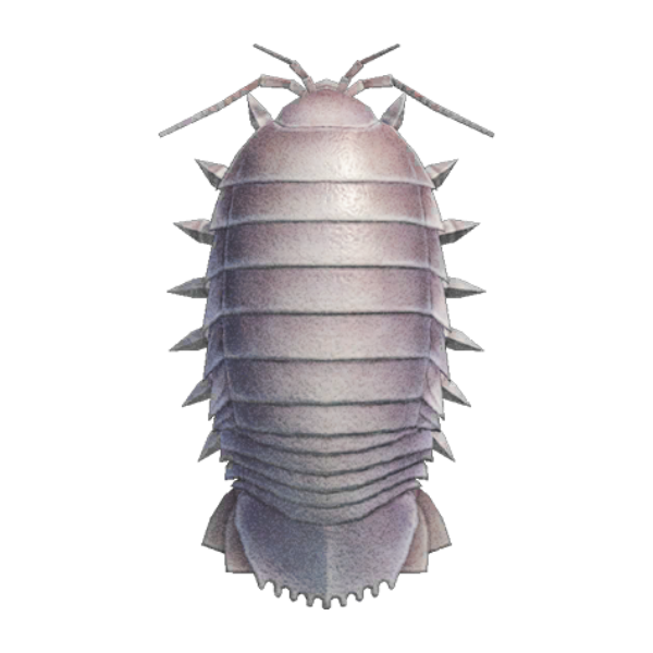 Giant Isopod Product Image