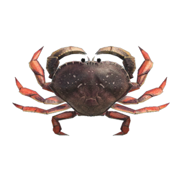 Dungeness Crab Product Image