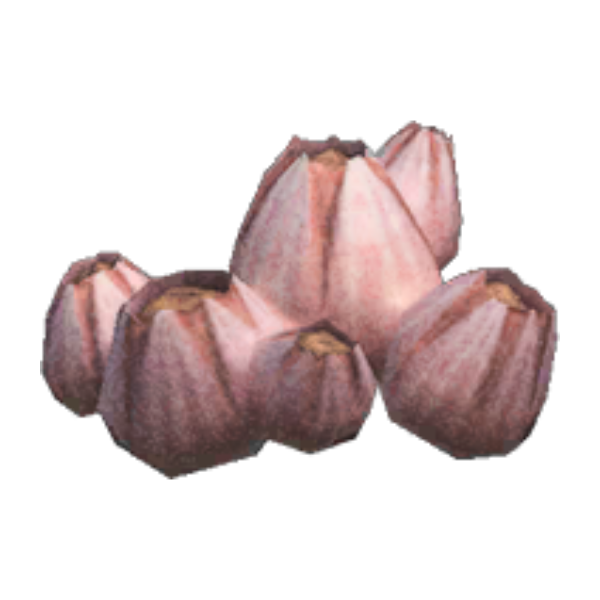 Acorn Barnacle Product Image