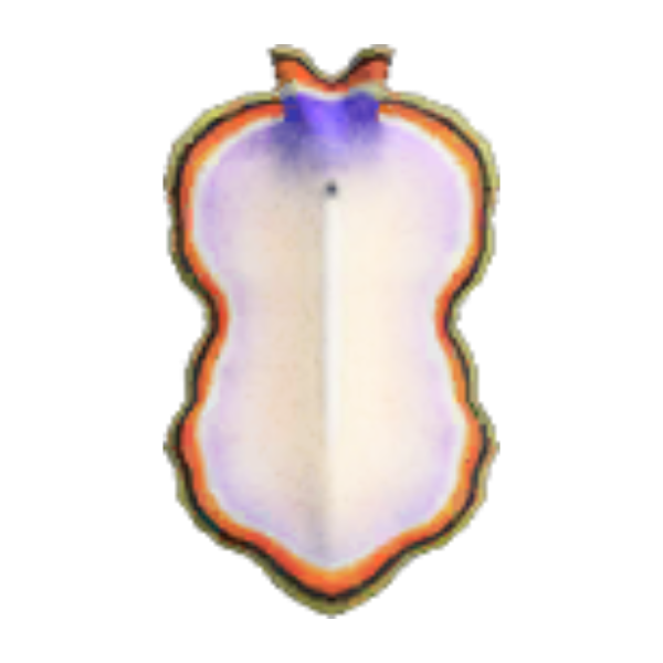 Flatworm Product Image