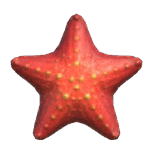 Sea Star Product Image