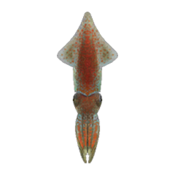 Firefly Squid Product Image