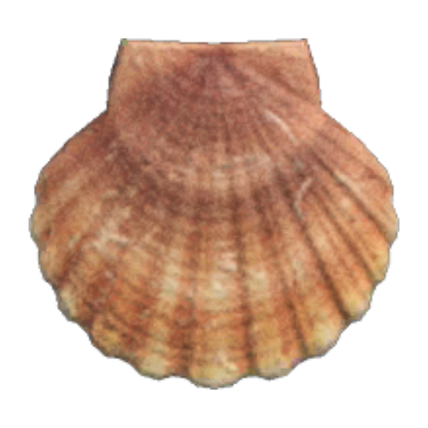 Scallop Product Image