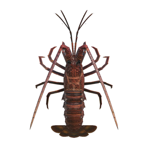 Spiny Lobster Product Image