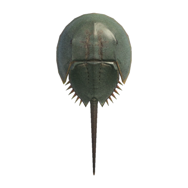 Horseshoe Crab Product Image