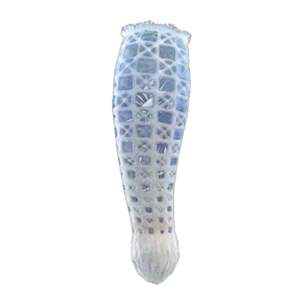 Venus' Flower Basket Product Image