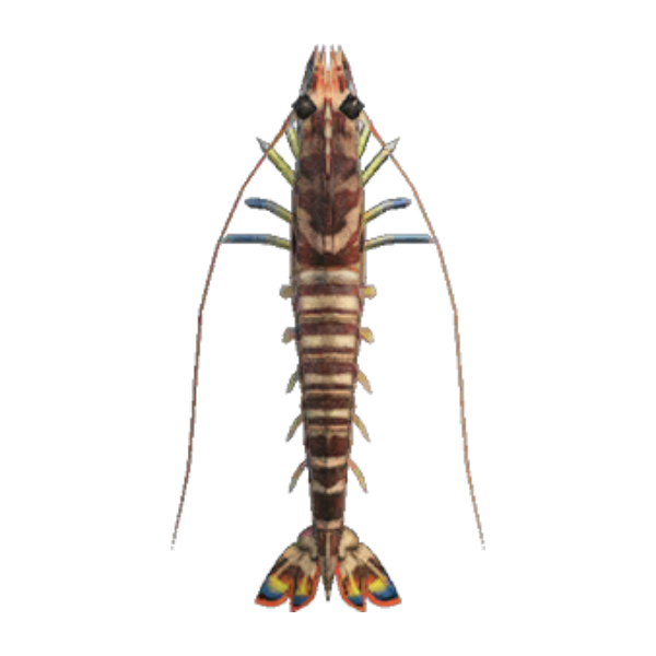 Tiger Prawn Product Image