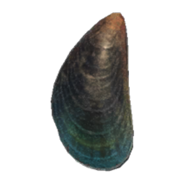 Mussel Product Image