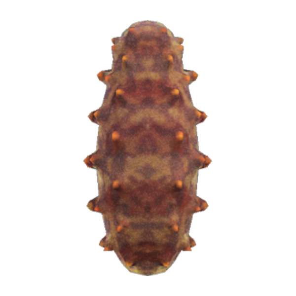 Sea Cucumber Product Image