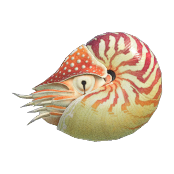 Chambered Nautilus Product Image