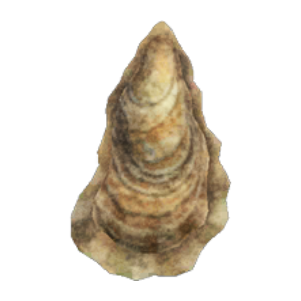 Oyster Product Image