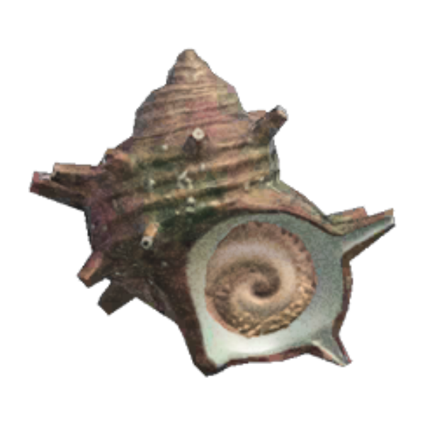 Turban Shell Product Image