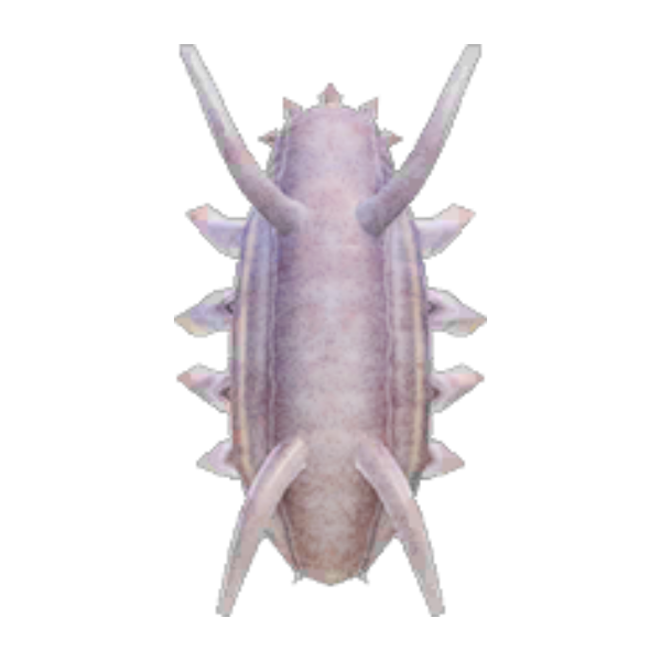 Sea Pig Product Image
