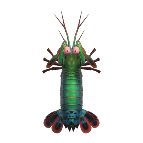 Mantis Shrimp Product Image