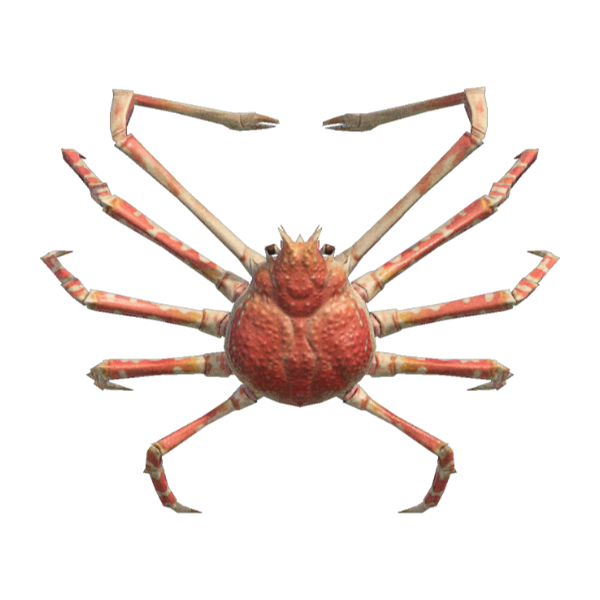 Spider Crab Product Image