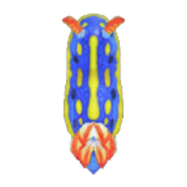 Sea Slug Product Image