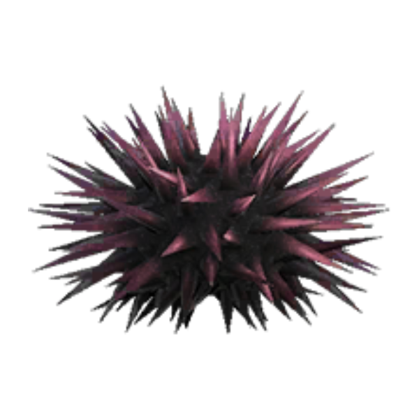 Sea Urchin Product Image