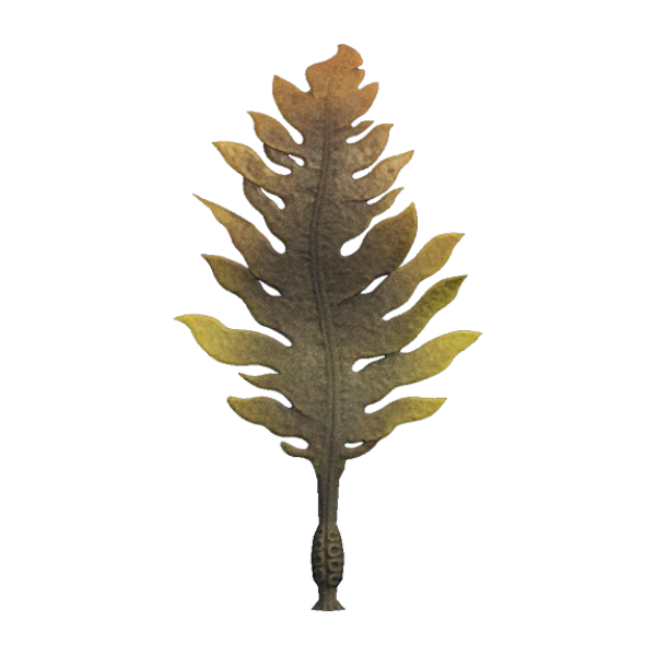 Seaweed Product Image