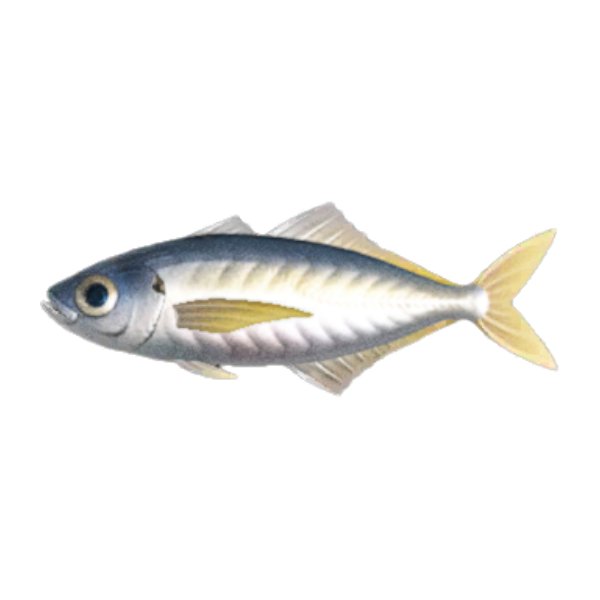 Horse Mackerel Product Image