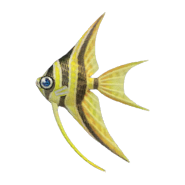 Angelfish Product Image