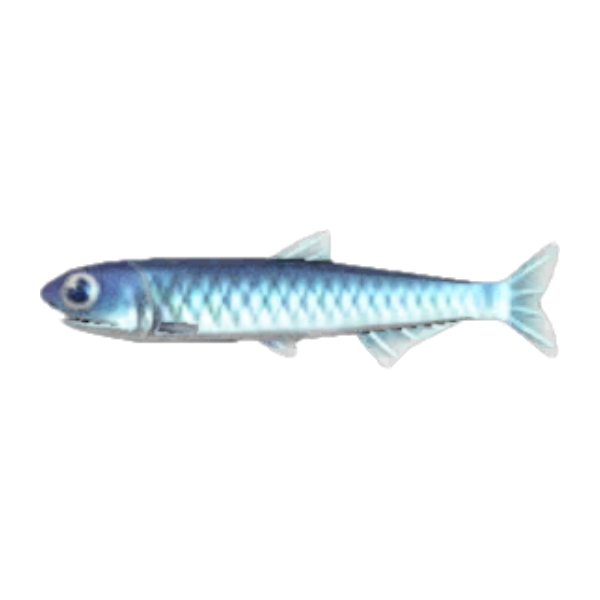 Anchovy Product Image