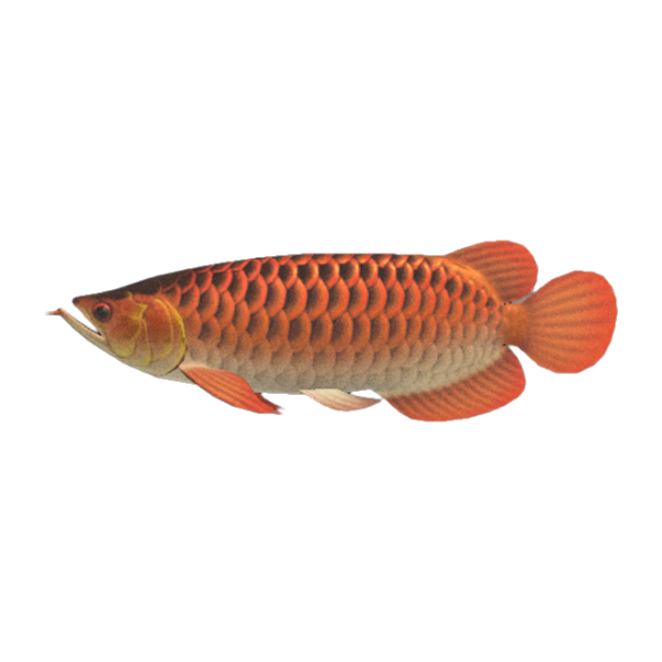 Arowana Product Image