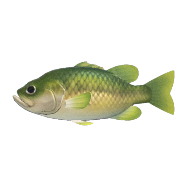 Black Bass Product Image