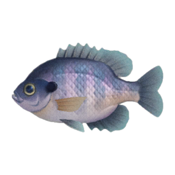 Bluegill Product Image