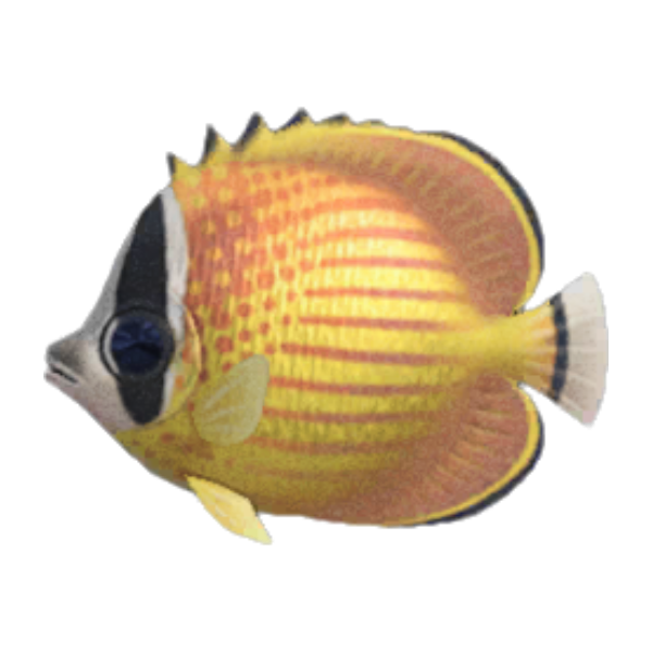 Butterfly Fish Product Image